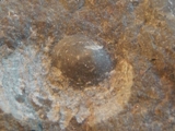 Brachiopod